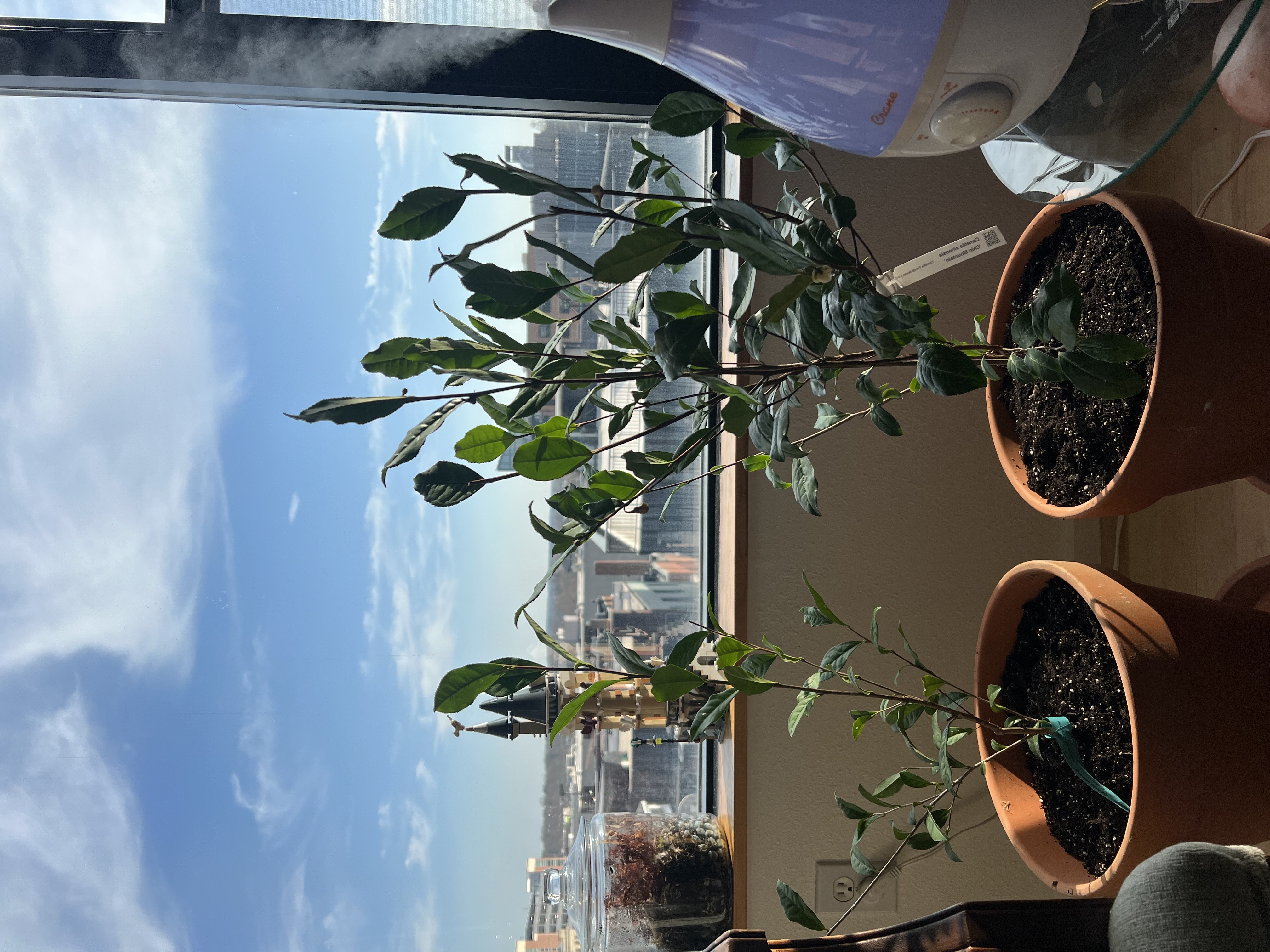 The tea plants in their new home with a humidifier
